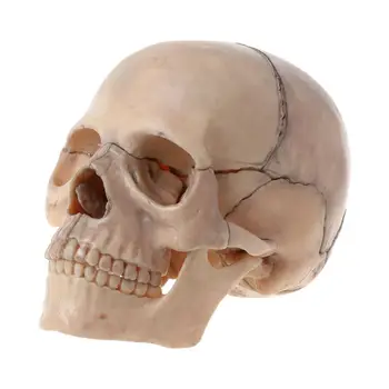 YYDS 15 шт./компл. Анатомическая модель черепа в разобранном виде, съемная Медицинская обучающая модель